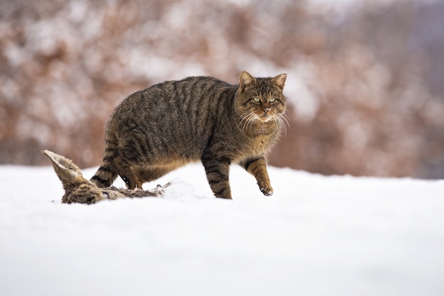 European wildcat walking on snow in winter nature