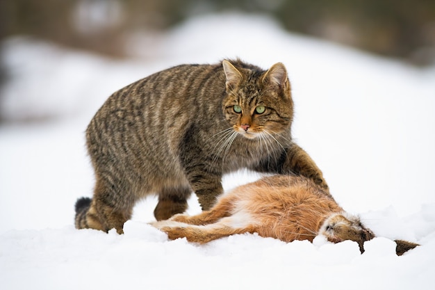 雪の上の死んだウサギの殺害とヨーロッパの山猫