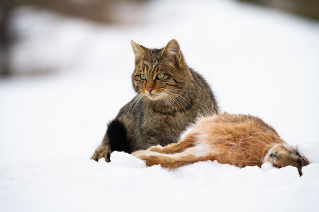 雪見に座って殺されたウサギとヨーロッパの山猫