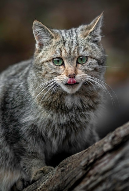 Европейская дикая кошка