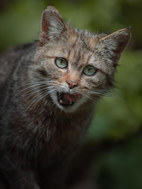 European wildcat