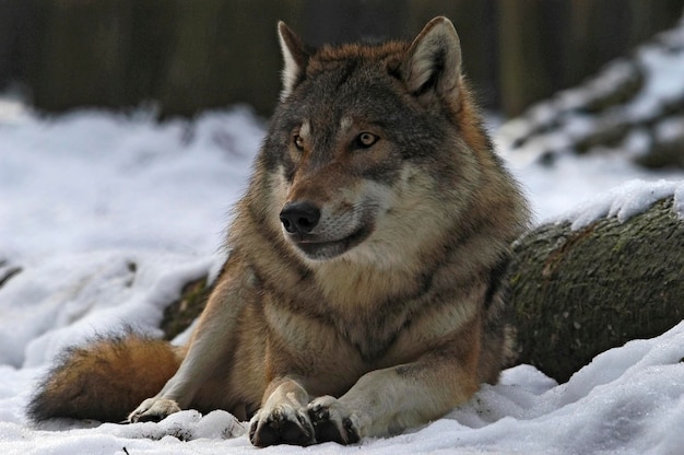 Европейский волк Canis lupus lupus в снегу