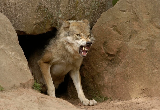 European wollf canis lupus