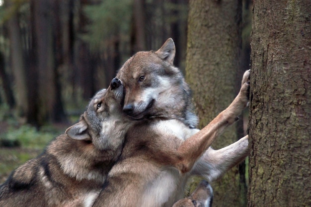 European Wolves Canis lupus lupus