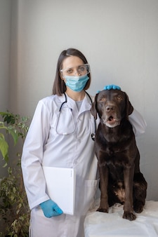 Una veterinaria europea esamina un cane labrador a un appuntamento