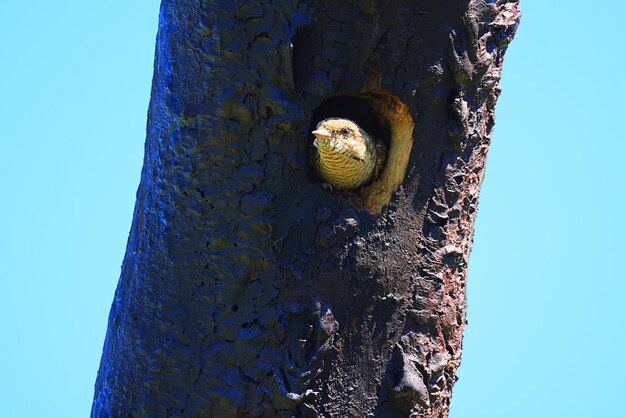 European Woodpecker in Jynx torquilla nest hollow