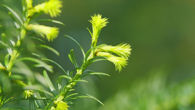 Европейский тис новый ярко-зеленый с желтыми полосами листья на taxus baccata или elegantissima природы