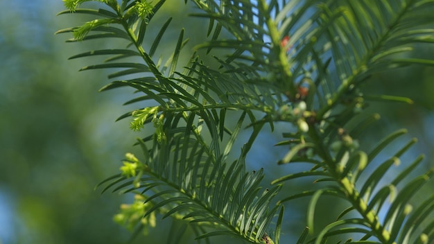 Photo european yew new bright green with yellow stripes foliage on taxus baccata or elegantissima nature