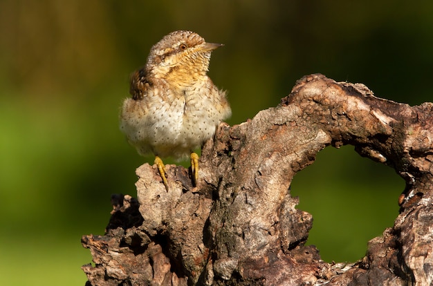 Europees-Aziatische draaihals, vogels, draaihals, picidae, specht, Jynx torquilla