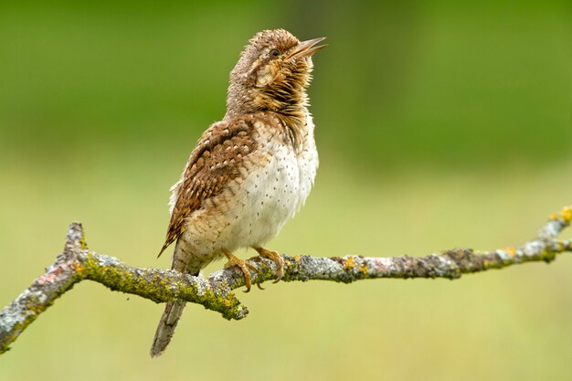 Europees-Aziatische draaihals, vogels, draaihals, picidae, specht, Jynx torquilla