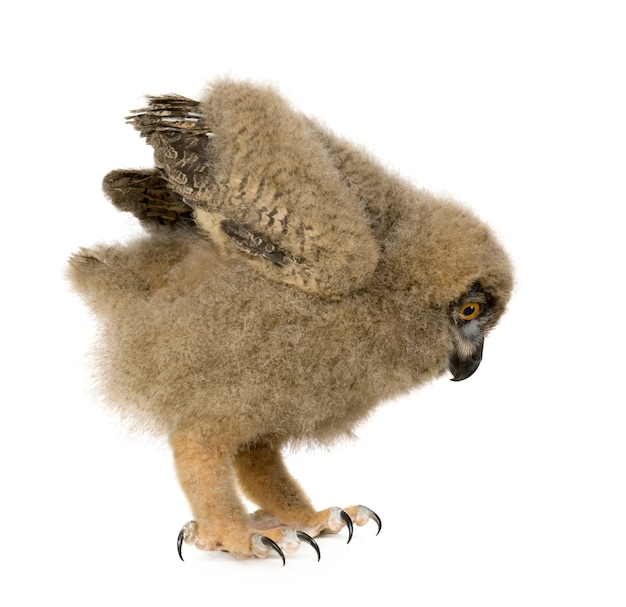 Europees-aziatische eagle owl - bubo-bubo op een geïsoleerd wit