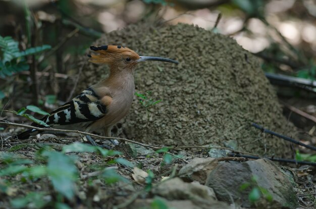 Europees-Aziatische hop of gemeenschappelijke hop (Upupa epops) in de natuur, Thailand