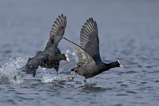 Europees-aziatische koet (fulica atra)