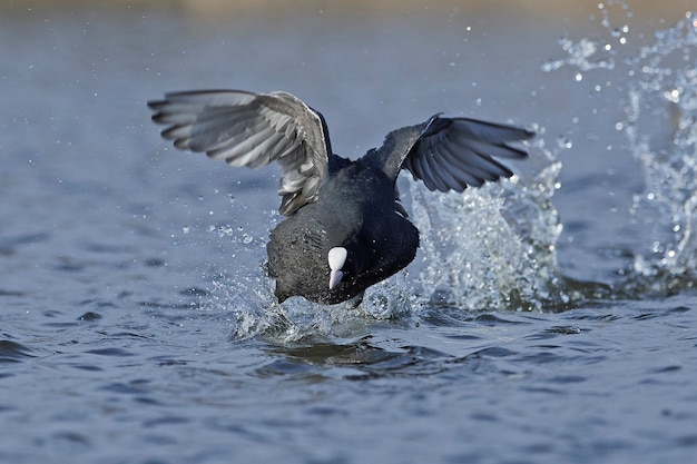 Europees-Aziatische koet (Fulica atra)