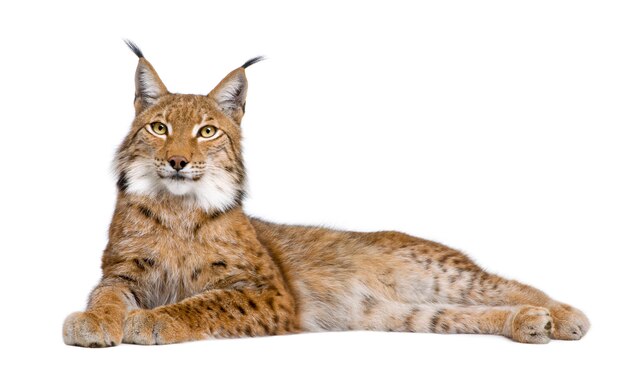 Europees-aziatische lynx - lynx lynx op een geïsoleerd wit