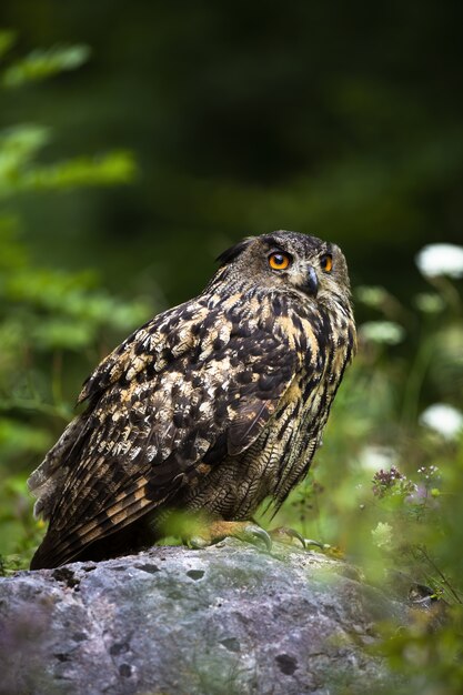 Europees-aziatische oehoe opzoeken en zittend op een steen in de zomer de natuur