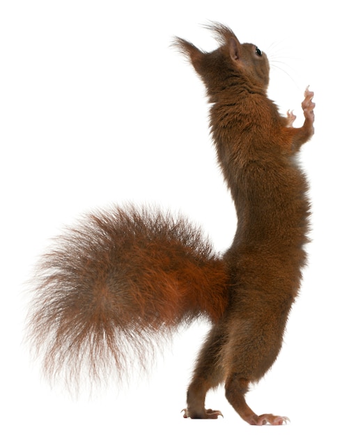 Foto europees-aziatische rode eekhoorn op achterpoten, sciurus vulgaris, voor witte achtergrond