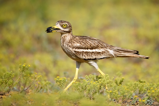 Europees-Aziatische steenwulp met prooi