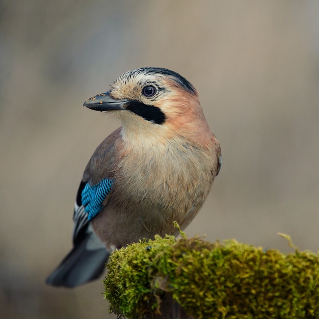 Europees-Aziatische Vlaamse gaai op de de wintervogelvoeder