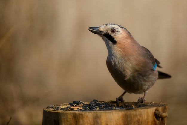 Europees-Aziatische Vlaamse gaai op de de wintervogelvoeder