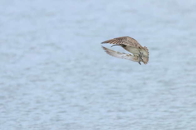 Foto europees-aziatische wulp die over het wateroppervlak vliegt