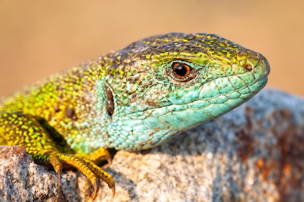 Europees groen hagedismannetje met blauwe keel bij zonsondergang