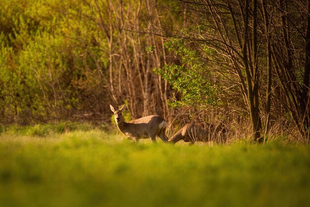 Europees hert Capreolus capreolus in de buurt van het lentewoud