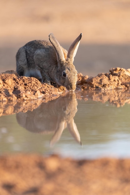 Europees of gewoon konijn Oryctolagus cuniculus drinkwater bij zonsopgang