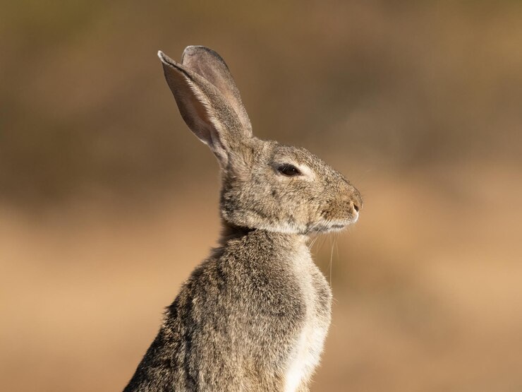 Europees of gewoon konijn Oryctolagus cuniculus op het Spaanse platteland