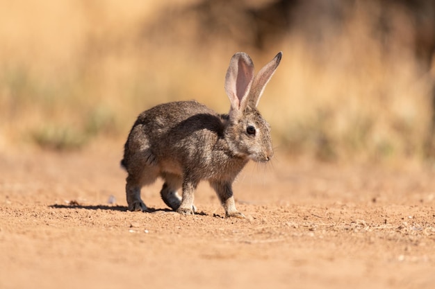 Foto europees of gewoon konijn oryctolagus cuniculus op het spaanse platteland