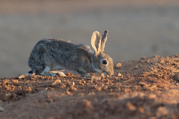 Europees of gewoon konijn Oryctolagus cuniculus op zoek naar voedsel tijdens zonsopgang