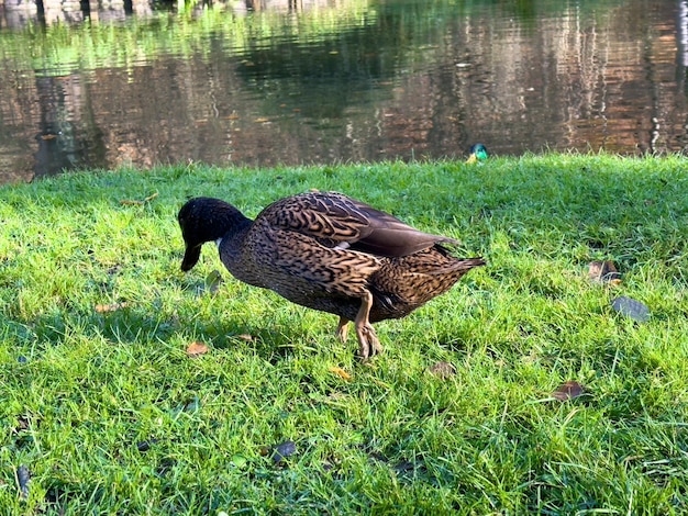 Photo europen mallard duck standing on the grass next to the lake