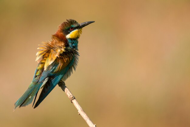 Europese bee-eate zittend op een stok