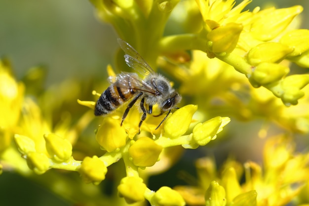 Europese bij die (apis-mellifera) een gele bloem bestuift.