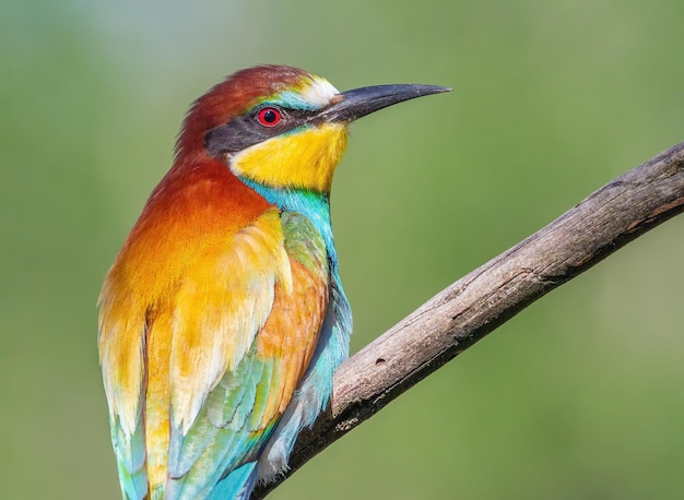 Europese bijeneter merops apiaster Mooie close-up van de vogel in het ochtendlicht