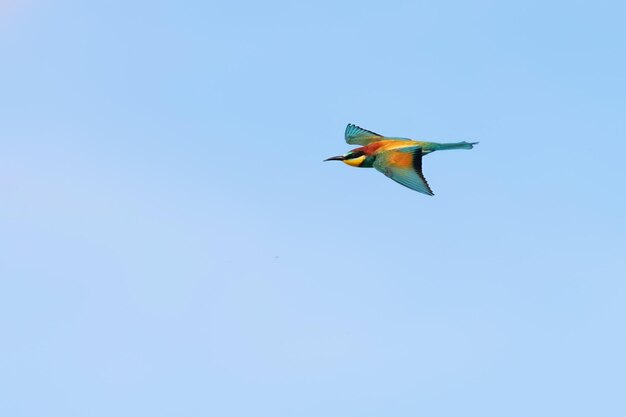 Europese bijeneter tijdens de vlucht (Merops Apiaster)