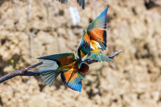 Europese bijeneter tijdens de vlucht Merops Apiaster