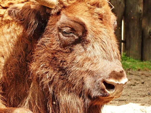 Europese bizon Bison bonasus in de dierentuin