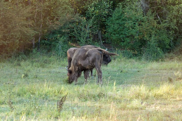 Europese bizon - bison bonasus in het moldavische reservaat.