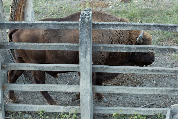 Europese bizon - Bison bonasus in het Moldavische reservaat.