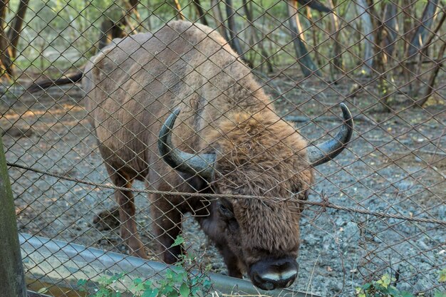 Europese bizon - Bison bonasus in het Moldavische reservaat.