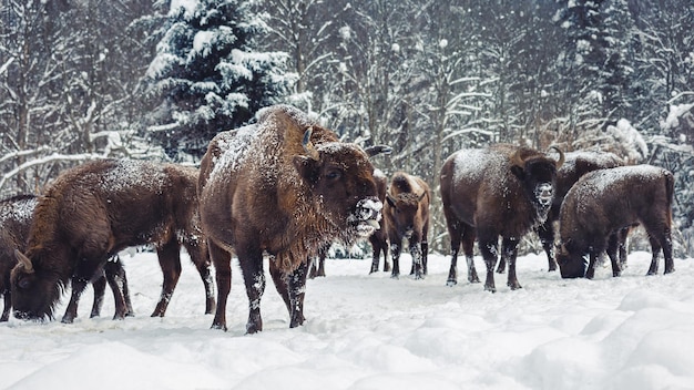 Europese bizon (Bison bonasus) in het nationale park Skole Beskydy in de winter, Karpaten, Oekraïne