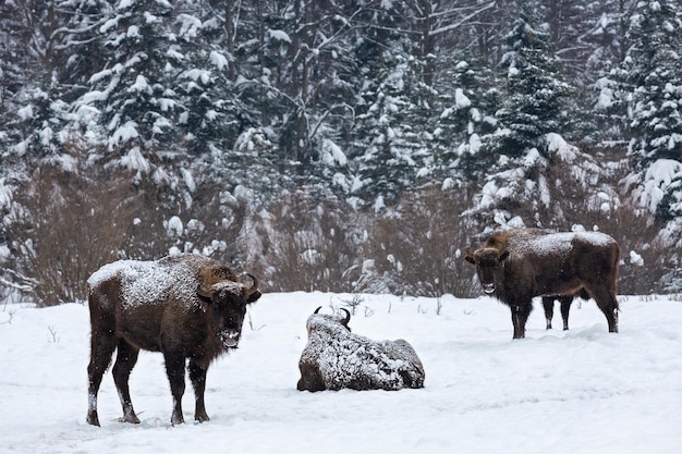 Europese bizon in het nationale park Skole Beskydy in de winter Karpaten Oekraïne