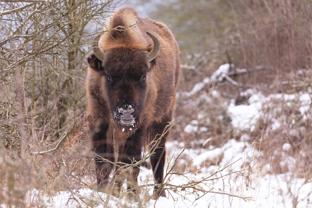 Europese bizon in het prachtige witte bos tijdens de winter Bison bonasus