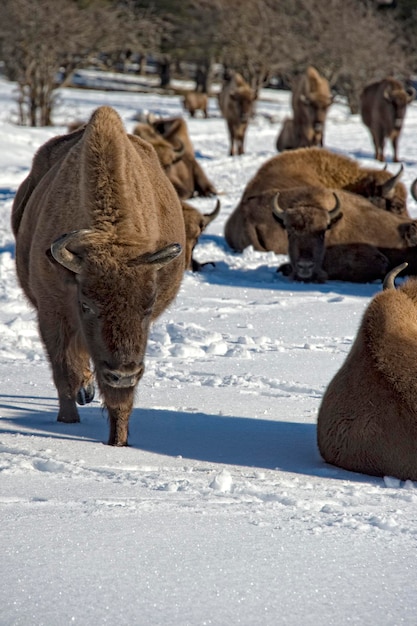 Europese bizon op sneeuw