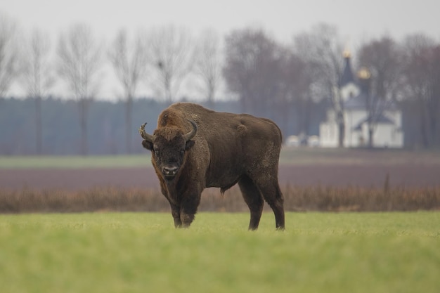 Foto europese bizon