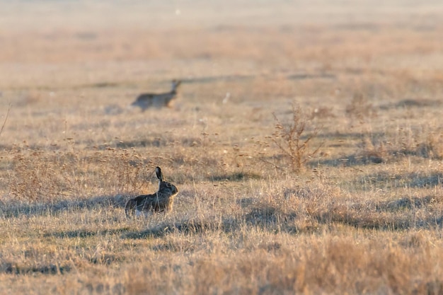 Europese bruine haas (Lepus europeau) verstopt in de lente in het veld