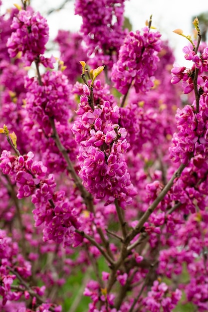 Europese Cercis- of Judasboom of Europese scharlaken Close-up van roze bloemen van Cercis siliquastrum Cercis is een boom of struik