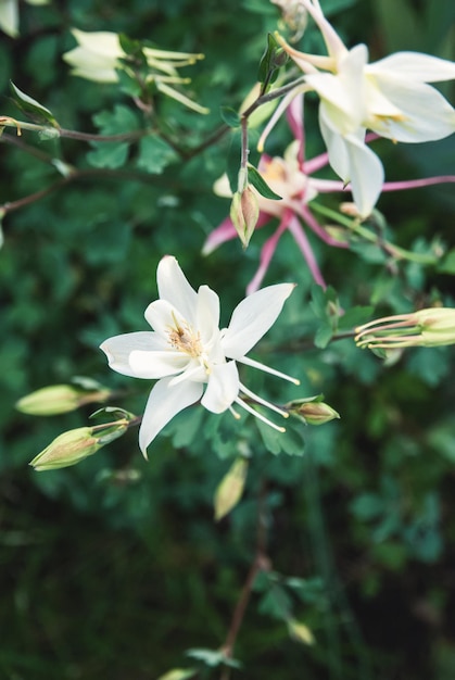 Europese Columbine Aquilegia Vulgaris witte bloemen in lentetuin