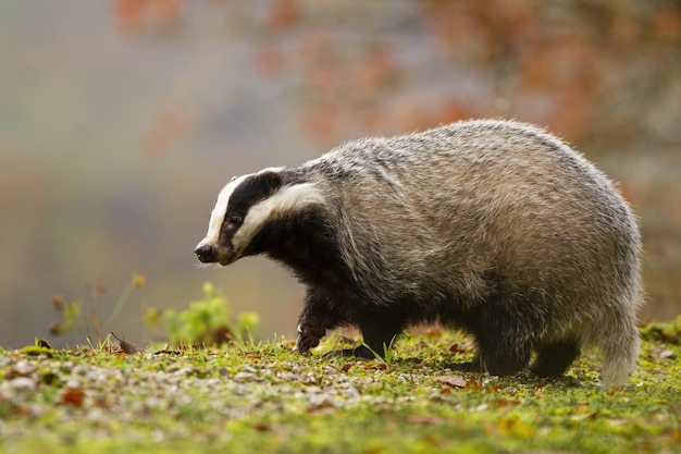 Europese das die op groene weg in de herfstnatuur loopt